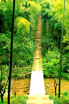 竹林小道 竹子 毛竹林