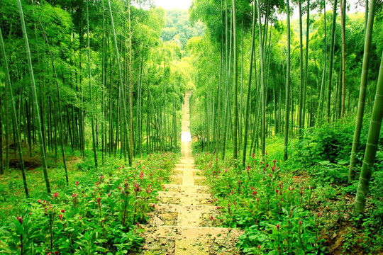 竹林小道 竹子 竹海