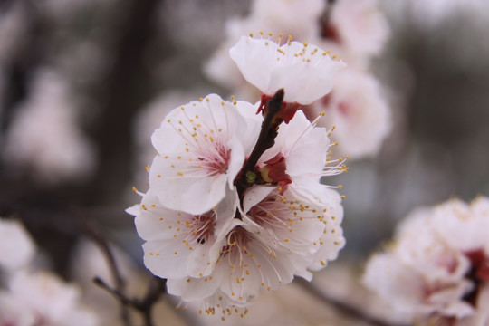 桃花