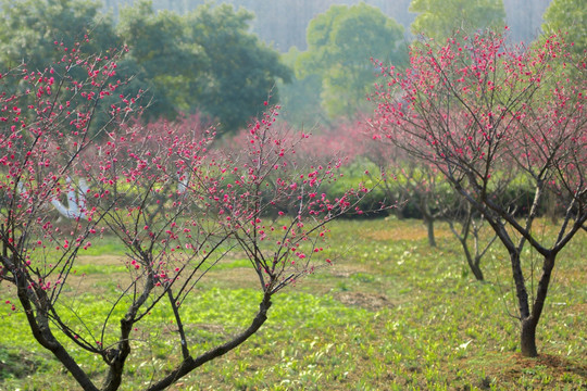 桃花林