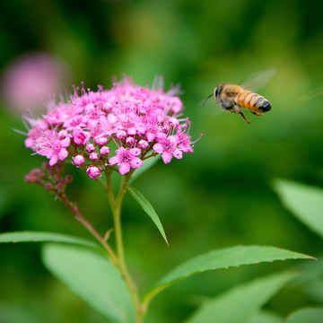 蜜蜂