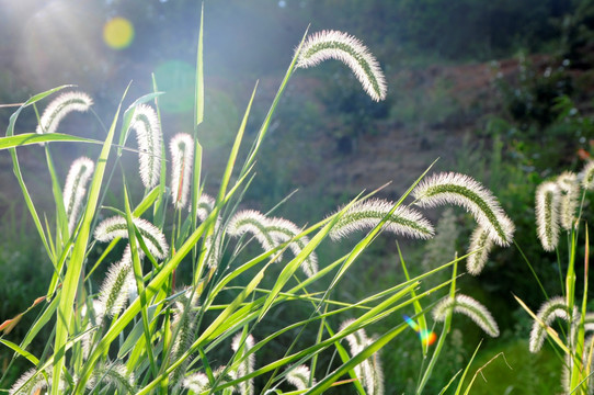 狗尾巴草