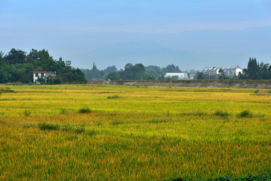 成都平原水稻田园风光