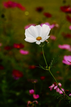 格桑花