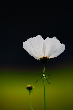 格桑花