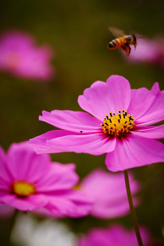 格桑花