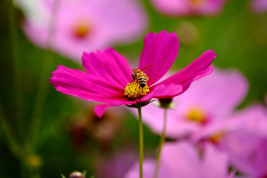 格桑花