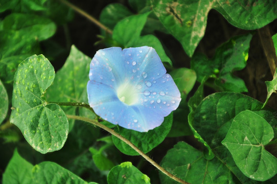 牵牛花