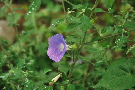 牵牛花