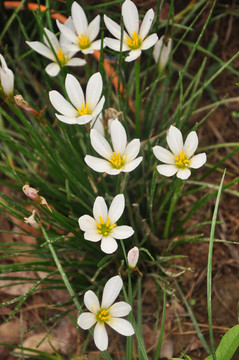 花 白色小花