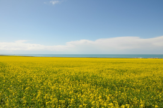 青藏高原 油菜花海