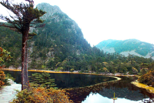 高山湖泊 树木