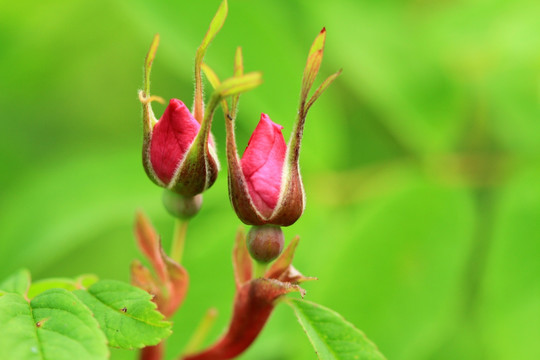 野蔷薇花蕾