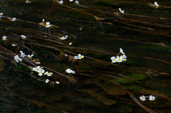 黑龙潭海菜花