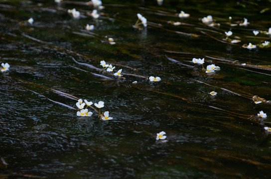 丰泽园植物园海菜花