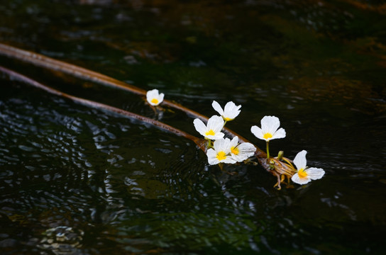 海菜花特写