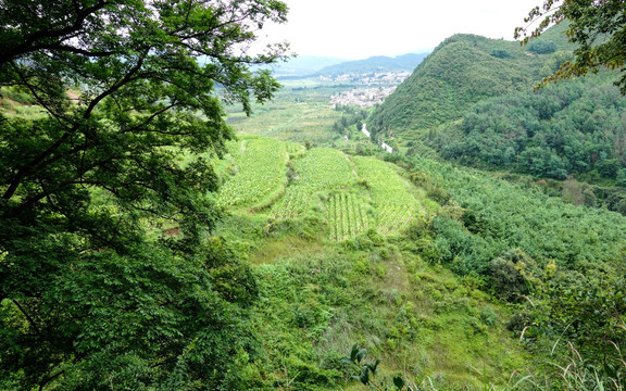 绿色山野