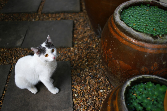 猫与水缸