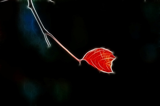 秋葉變奏曲之小紅葉
