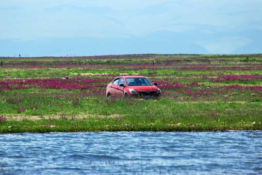 青海湖草地上的汽车