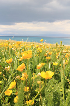 鲜花蓝湖