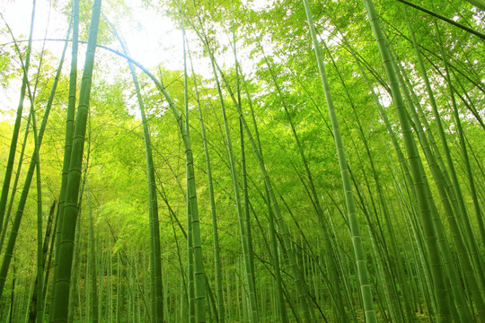 竹林图片 竹子