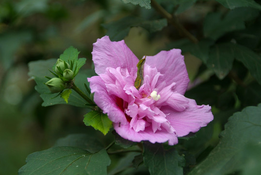 路边鲜花