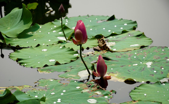 出水芙蓉