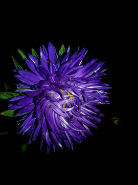 黑夜里盛开的紫蓝色翠菊花