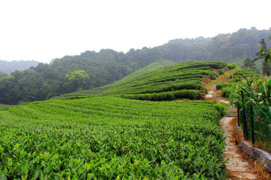 茶园 山茶 茶树园