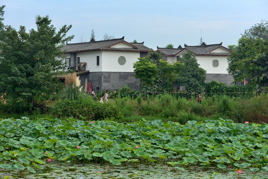 三道堰青杠树村荷花池塘