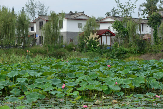 三道堰青杠树村荷花池塘