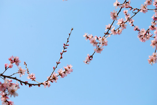 桃花 春天 杏花 花卉 花