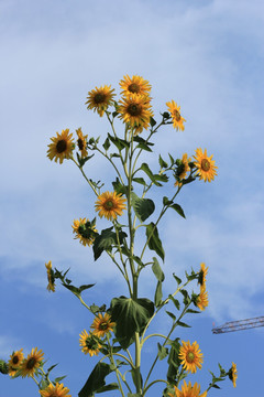 向日葵 植物 花 瓜子 花草