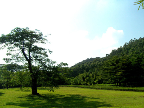 草地 园林