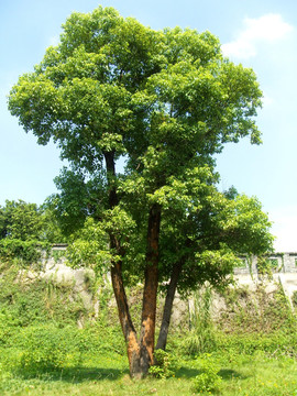 景观树 常青树