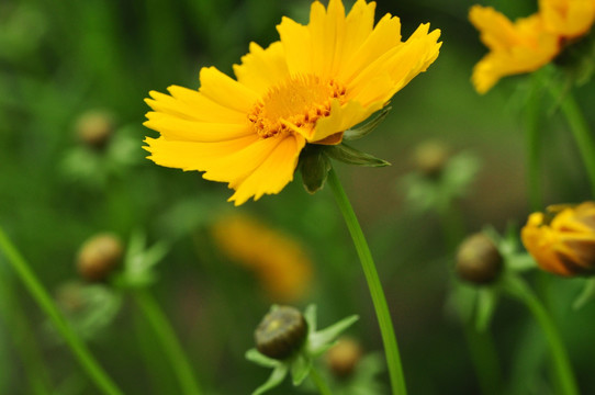 金鸡菊