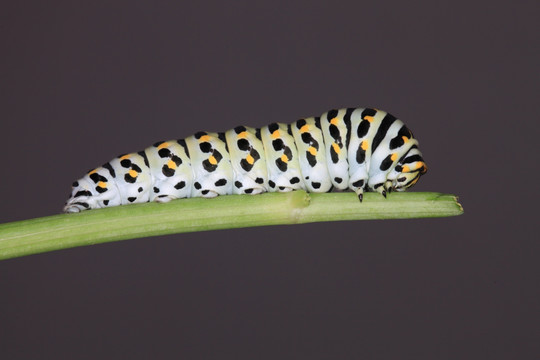 毛毛虫 蝴蝶幼虫