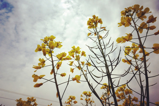 油菜花