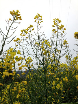 婺源油菜花