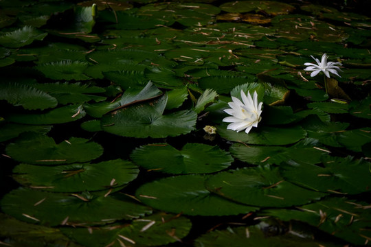 睡莲 莲花