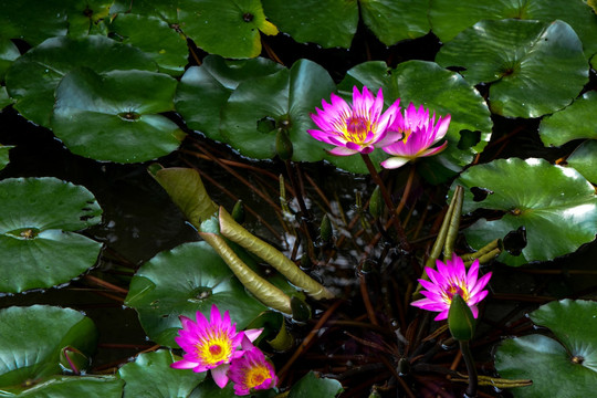 睡莲 莲花