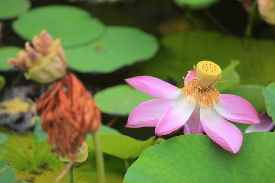 花开花谢