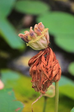 花开花谢