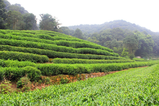 茶园 山茶 茶树园