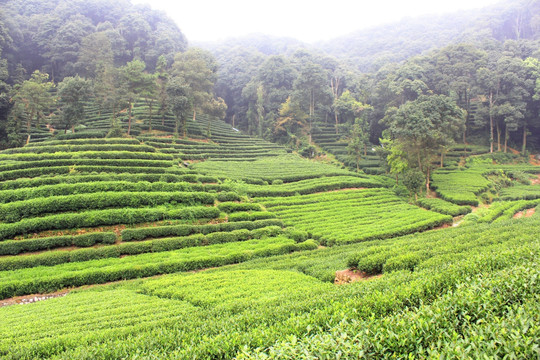 茶园 山茶