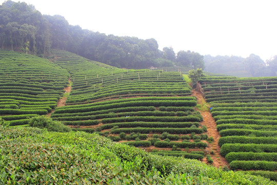 茶园 山茶 茶树园