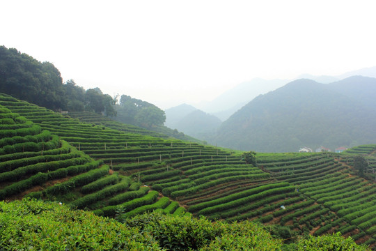 茶园 山茶 茶树园