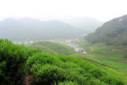 茶园 山茶 茶树园