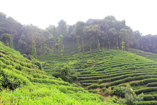 茶园 山茶